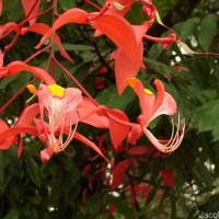 Amherstia nobilis Wall.